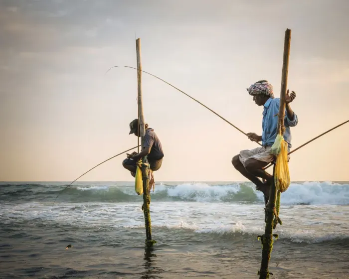 Framed Print : Stilt Fishermen at dusk, Weligama, South Coast, Sri Lanka, Asia Framed Print : Stilt Fishermen at dusk, Weligama, South Coast, Sri Lanka, Asia