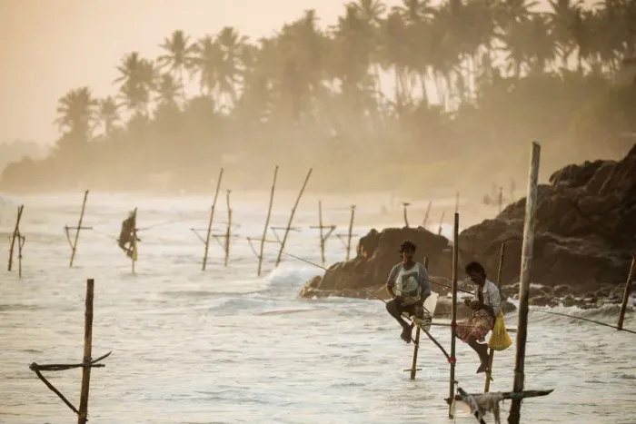 Framed Print : Stilt Fishermen at dusk, Weligama, South Coast, Sri Lanka, Asia Framed Print : Stilt Fishermen at dusk, Weligama, South Coast, Sri Lanka, Asia