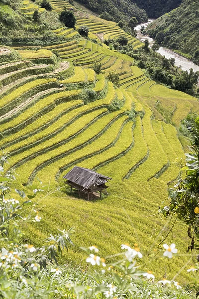 A stilt hut in a rice terrace at harvest time, Mu Cang Chai Yen Bai Province, Vietnam