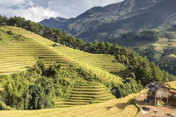 A stilt hut sits on a hillside of rice terraces at harvest time, Mu Cang Chai Yen