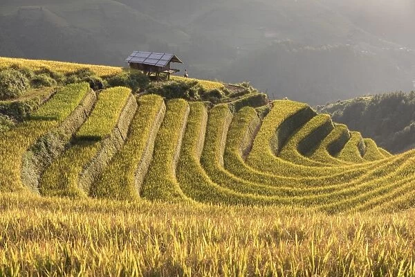 A Stilt hut sits amongst rice terraces at harvest time, Mu Cang Chai, Yen Bai Province