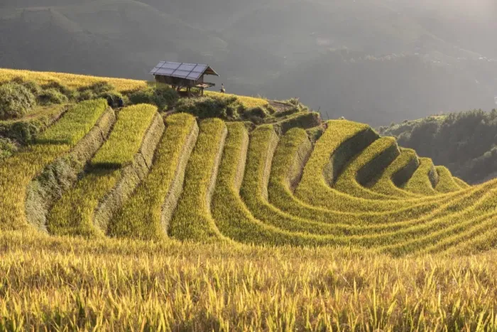 Framed Print : A Stilt hut sits amongst rice terraces at harvest time, Mu Cang Chai, Yen Bai Province Framed Print : A Stilt hut sits amongst rice terraces at harvest time, Mu Cang Chai, Yen Bai Province