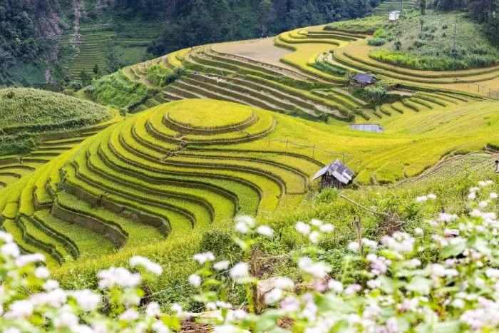 Framed Print : Stilt huts sit amongst rice terraces at harvest time, Mu Cang Chai Yen Bai Province Framed Print : Stilt huts sit amongst rice terraces at harvest time, Mu Cang Chai Yen Bai Province