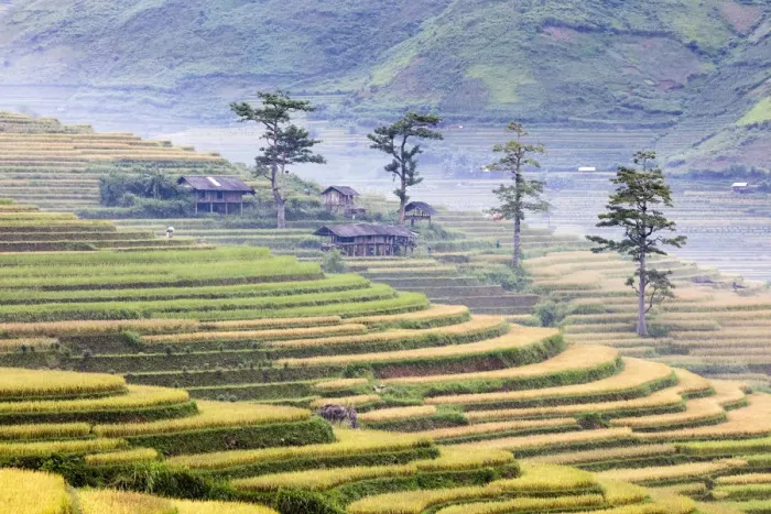 Framed Print : Stilt huts and trees set in rice terrace at harvest time, Tu Le, Yen Bai Province