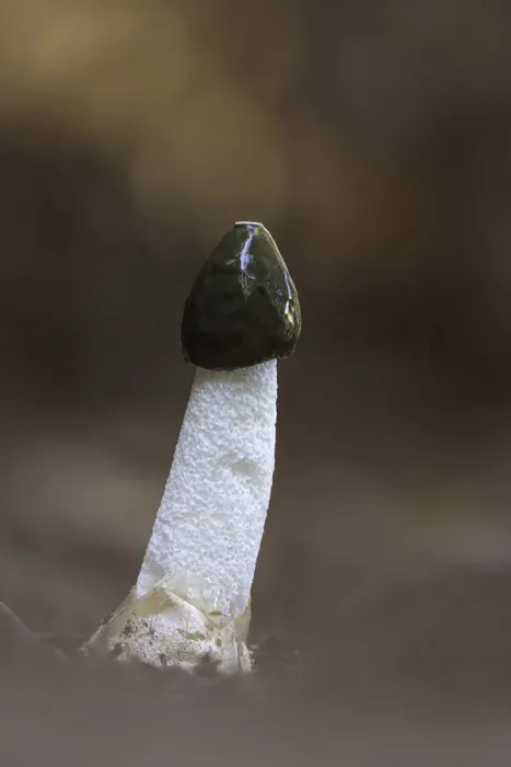 Framed Print : Stinkhorn (Phallus impudicus), New Forest National Park, Hampshire, England, UK