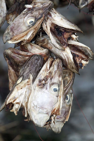 Stockfish (Cod) drying on wooden racks, Lofoten, Nordland, Norway