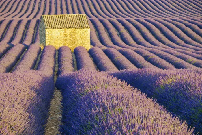 Framed Print : Stone Barn in Field of Lavender, Provence, France Framed Print : Stone Barn in Field of Lavender, Provence, France