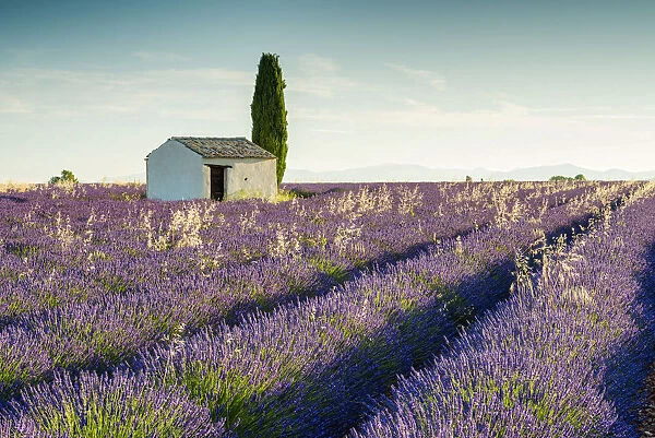 Stone Barn & Field of Lavender, Provence, France