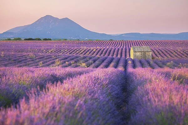 Stone barn in lavender field, Plateau de Valensole, Provence-Alpes-Cote d'Azur, Provence, France