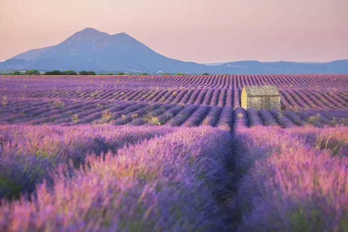 Framed Print : Stone barn in lavender field, Plateau de Valensole, Provence-Alpes-Cote d'Azur, Provence, France Framed Print : Stone barn in lavender field, Plateau de Valensole, Provence-Alpes-Cote d'Azur, Provence, France