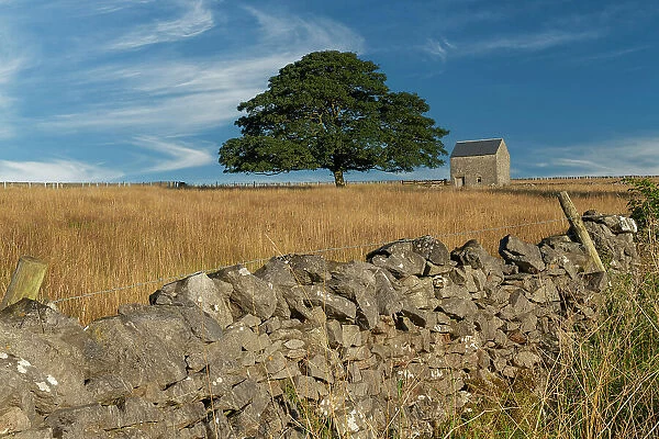 Stone Barn & Tree, Tidesdale, Peak District National Park, Derbyshire, England