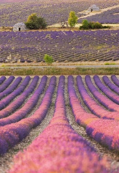Stone bories (ancient shepherd's huts) in lavender fields near Sault, Provence-Alpes-Cote d'Azur, Provence, France