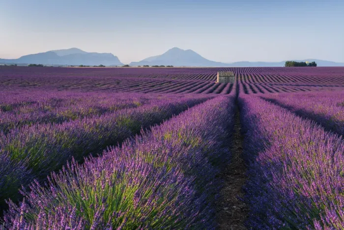 Framed Print : Stone house in blooming lavender field, (Lavendula augustifolia), Valensole, Plateau de Valensole, Alpes-de-Haute-Provence, Provence-Alpes-Cote d Azur, Provence, Southern France, France Framed Print : Stone house in blooming lavender field, (Lavendula augustifolia), Valensole, Plateau de Valensole, Alpes-de-Haute-Provence, Provence-Alpes-Cote d Azur, Provence, Southern France, France