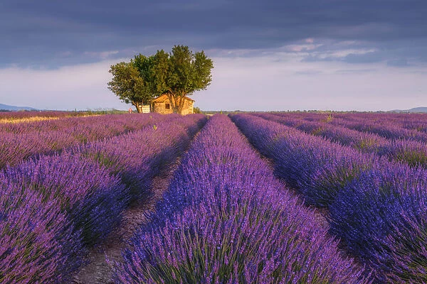 Stone house in blooming lavender field, (Lavendula augustifolia), Valensole, Plateau de Valensole, Alpes-de-Haute-Provence, Provence-Alpes-Cote d Azur, Provence, France