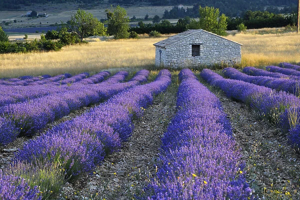 Stone house in Lavender field (Lavendula augustifolia), Sault, Plateau de Vaucluse, Alpes-de-Haute-Provence, Provence-Alpes-Cote d Azur, Provence, France