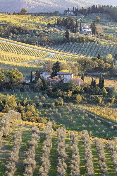 Stone houses surrounded by vines and olive orchards in the autumn, Greve in Chianti