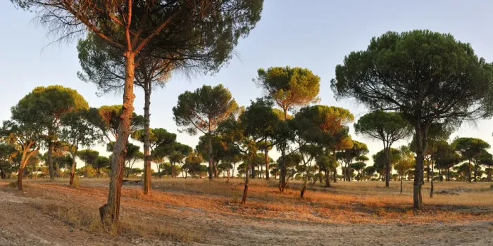 Framed Print : Stone pine forest, Comporta. Alentejo, Portugal Framed Print : Stone pine forest, Comporta. Alentejo, Portugal