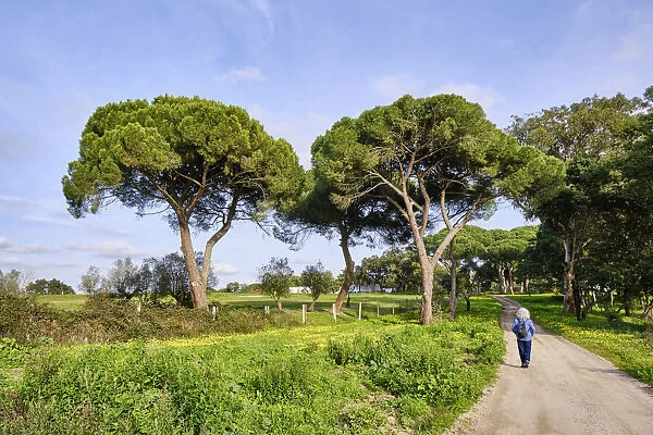 Stone pine trees at Herdade do Zambujal, Palmela. Portugal (MR)