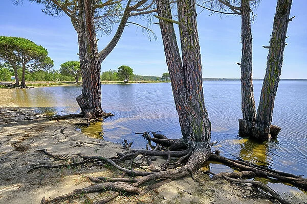 Stone pines at the Montargil dam. Alentejo, Portugal