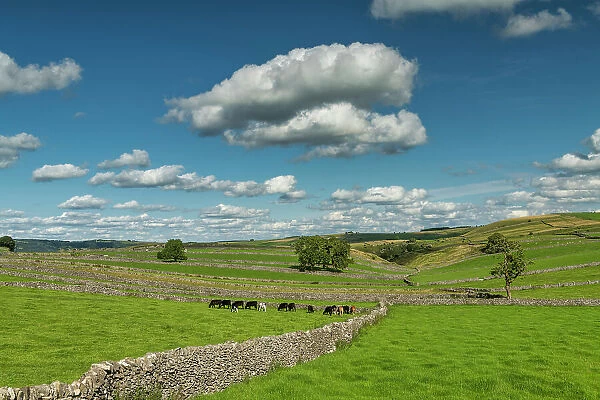 Stone Wall Leading to Grazing Cows, Litton, Peak District National Park, Derbyshire, England