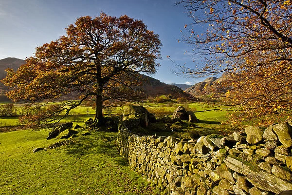 Stonewall & Tree in Autumn, Great Langdale, Lake District National Park, Cumbria, England