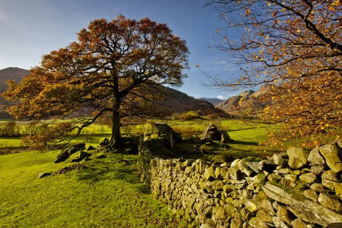 Framed Print : Stonewall & Tree in Autumn, Great Langdale, Lake District National Park, Cumbria, England Framed Print : Stonewall & Tree in Autumn, Great Langdale, Lake District National Park, Cumbria, England
