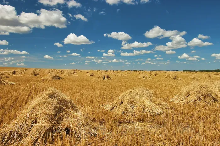 Framed Print : Stooks Swan Lake, Manitoba, Canada