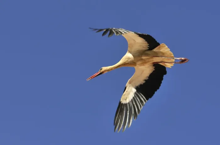 Framed Print : Stork flying. Portugal Framed Print : Stork flying. Portugal