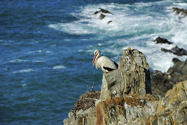 Stork in the spring. Sudoeste Alentejano and Costa Vicentina Nature Park, in the south