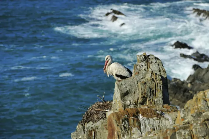 Framed Print : Stork in the spring. Sudoeste Alentejano and Costa Vicentina Nature Park, in the south Framed Print : Stork in the spring. Sudoeste Alentejano and Costa Vicentina Nature Park, in the south