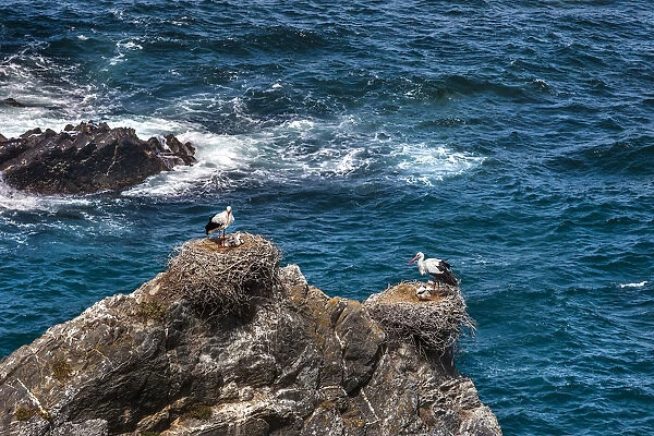 Storks on the cliffs, Cabo Sardao, Costa Vicentina, Alentejo, Portugal