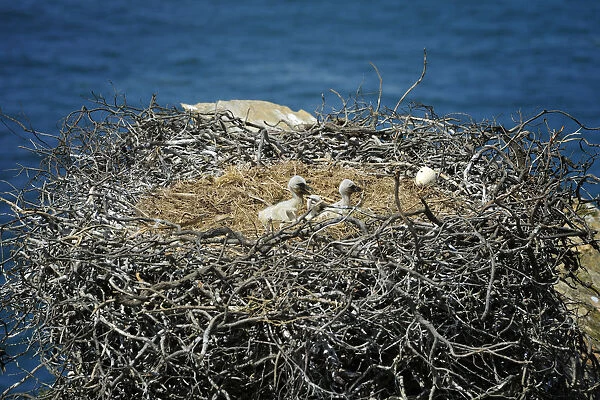 Storks cubs. Sudoeste Alentejano and Costa Vicentina Nature Park, in the south
