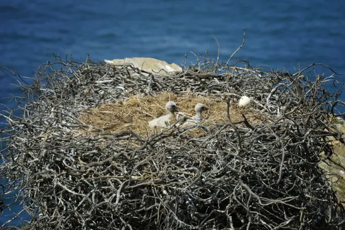 Framed Print : Storks cubs. Sudoeste Alentejano and Costa Vicentina Nature Park, in the south Framed Print : Storks cubs. Sudoeste Alentejano and Costa Vicentina Nature Park, in the south