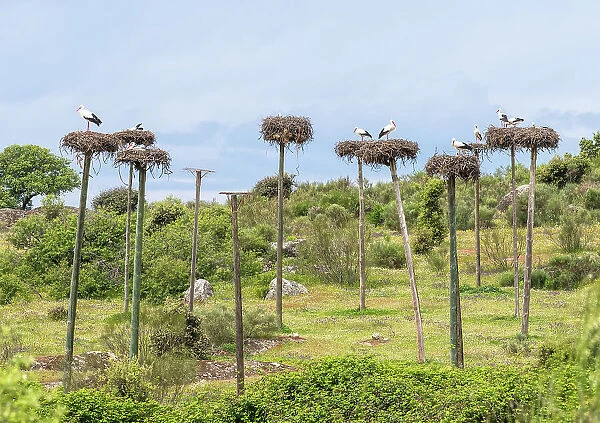 Storks nesting on poles in the Natural Monument Los Barruecos, Caceres, Spain