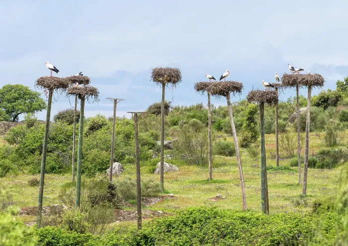 Framed Print : Storks nesting on poles in the Natural Monument Los Barruecos, Caceres, Spain Framed Print : Storks nesting on poles in the Natural Monument Los Barruecos, Caceres, Spain