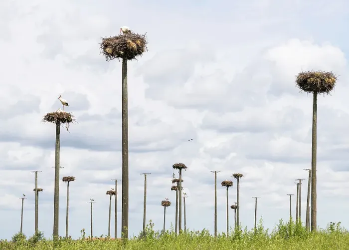 Framed Print : Storks nesting on wooden poles, Extremadura, Caceres, Spain Framed Print : Storks nesting on wooden poles, Extremadura, Caceres, Spain