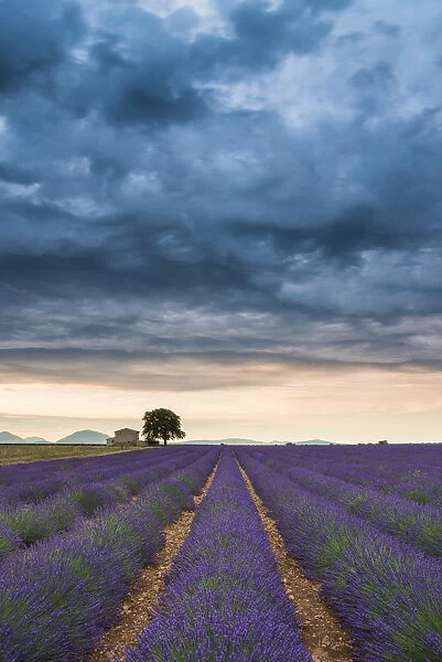 Storm Clouds Over Farmhouse & Lavender Fields, Provence, France