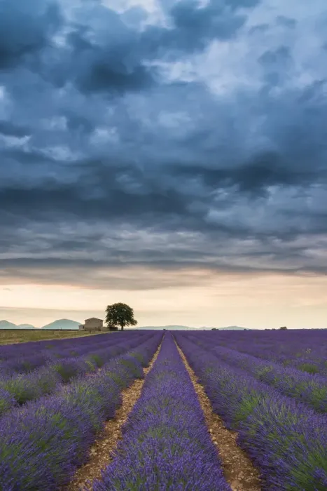 Framed Print : Storm Clouds Over Farmhouse & Lavender Fields, Provence, France Framed Print : Storm Clouds Over Farmhouse & Lavender Fields, Provence, France