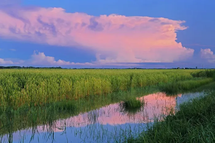 Framed Print : Storm clouds reflected in ditch Dugald, Manitoba, Canada Framed Print : Storm clouds reflected in ditch Dugald, Manitoba, Canada