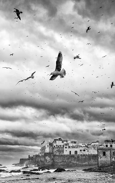 Storm and seagulls over Essaouira, Marrakech-Tensift-Al Haouz, Morocco