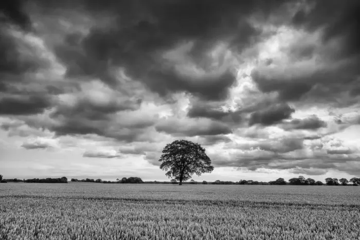 Framed Print : Storm over Tree in Wheatfield, Norfolk, England Framed Print : Storm over Tree in Wheatfield, Norfolk, England
