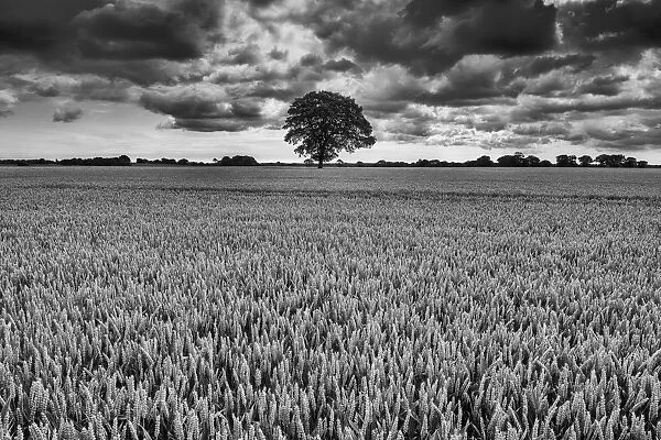 Storm over Tree in Wheatfield, Norfolk, England