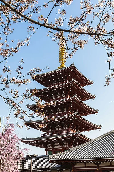 Five story pagoda during cherry blossom season, Sensoji temple complex, Asakusa, Tokyo