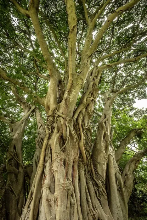 Framed Print : Strangler Fig Tree, Kirstenbosch Botanical Gardens, Cape Town, Western Cape, South Africa Framed Print : Strangler Fig Tree, Kirstenbosch Botanical Gardens, Cape Town, Western Cape, South Africa
