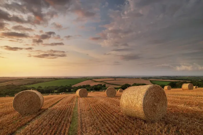 Framed Print : Straw Bales at sunset in rural Devon, Livaton, Devon, England. Summer (July) 2019 Framed Print : Straw Bales at sunset in rural Devon, Livaton, Devon, England. Summer (July) 2019