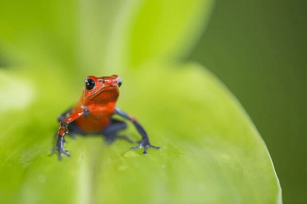 Strawberry Poison Dart Frog (Oophaga  /  dendrobates pumilio), Lowland rainforest
