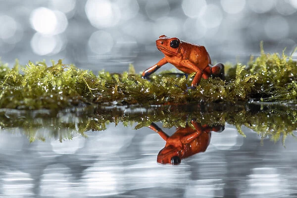 Strawberry Poison Dart Frog (Oophaga  /  dendrobates pumilio), Lowland rainforest