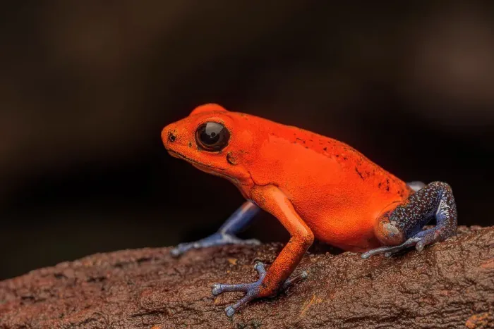 Framed Print : Strawberry Poison Dart Frog (Oophaga pumilio), Boca Tapada, Costa Rica Framed Print : Strawberry Poison Dart Frog (Oophaga pumilio), Boca Tapada, Costa Rica