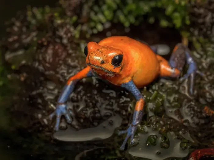 Framed Print : Strawberry Poison Dart Frog (Oophaga pumilio), Boca Tapada, Costa Rica Framed Print : Strawberry Poison Dart Frog (Oophaga pumilio), Boca Tapada, Costa Rica