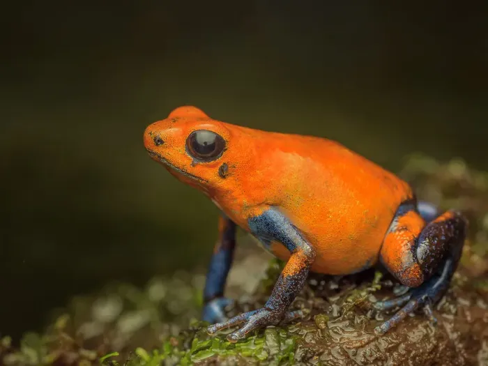 Framed Print : Strawberry Poison Dart Frog (Oophaga pumilio), Boca Tapada, Costa Rica Framed Print : Strawberry Poison Dart Frog (Oophaga pumilio), Boca Tapada, Costa Rica